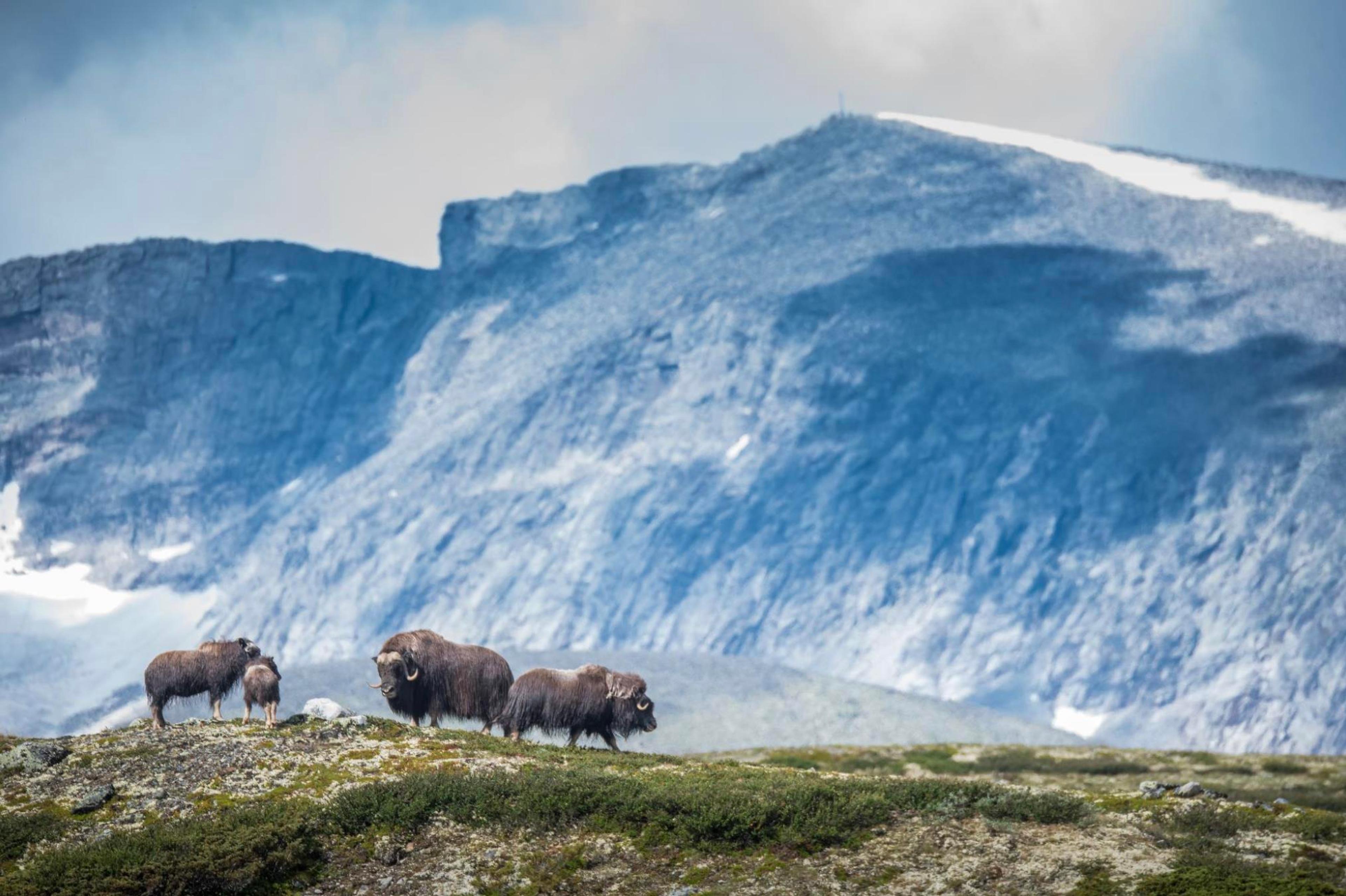 Moskus_SigbjørnFrengen