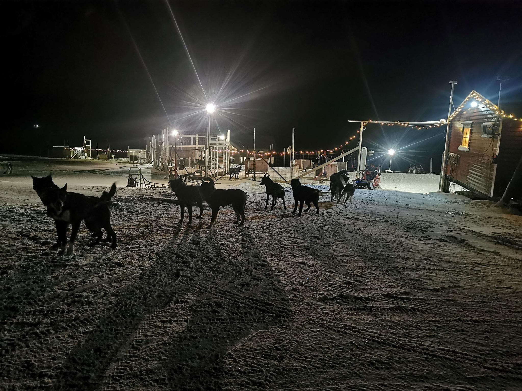 Dog Sledding in the Polar Night - Arctic Husky Travellers