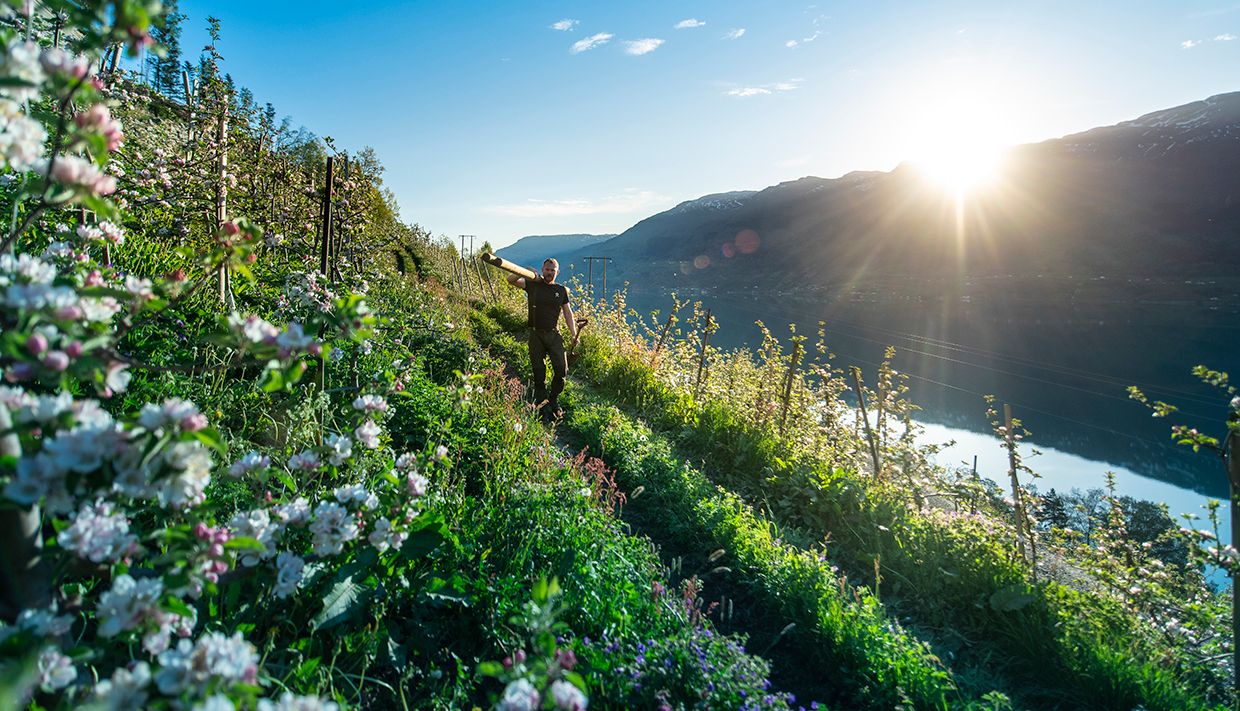 Olav Bleie frå Alde går langs blomstrane frukttre med morgonsol og fjorden i bakgrunnen.