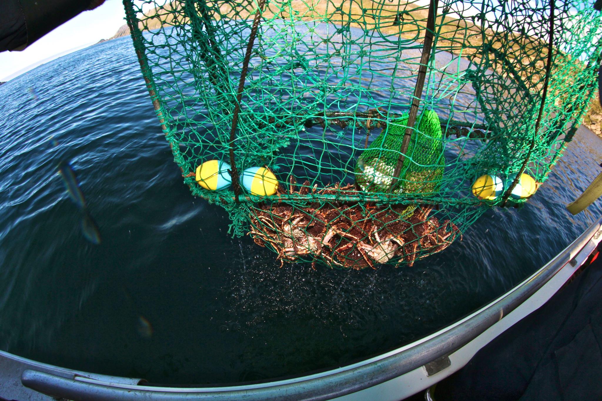 King crab & wildlife safari