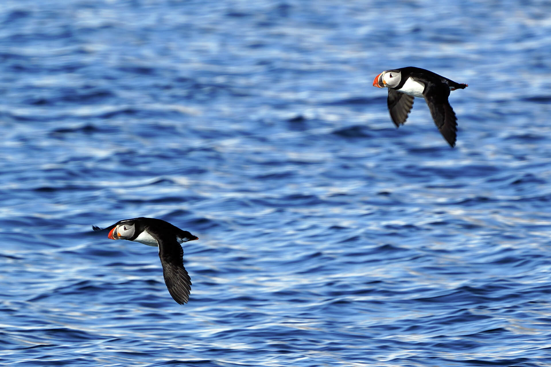 Two puffins flying over a fjord