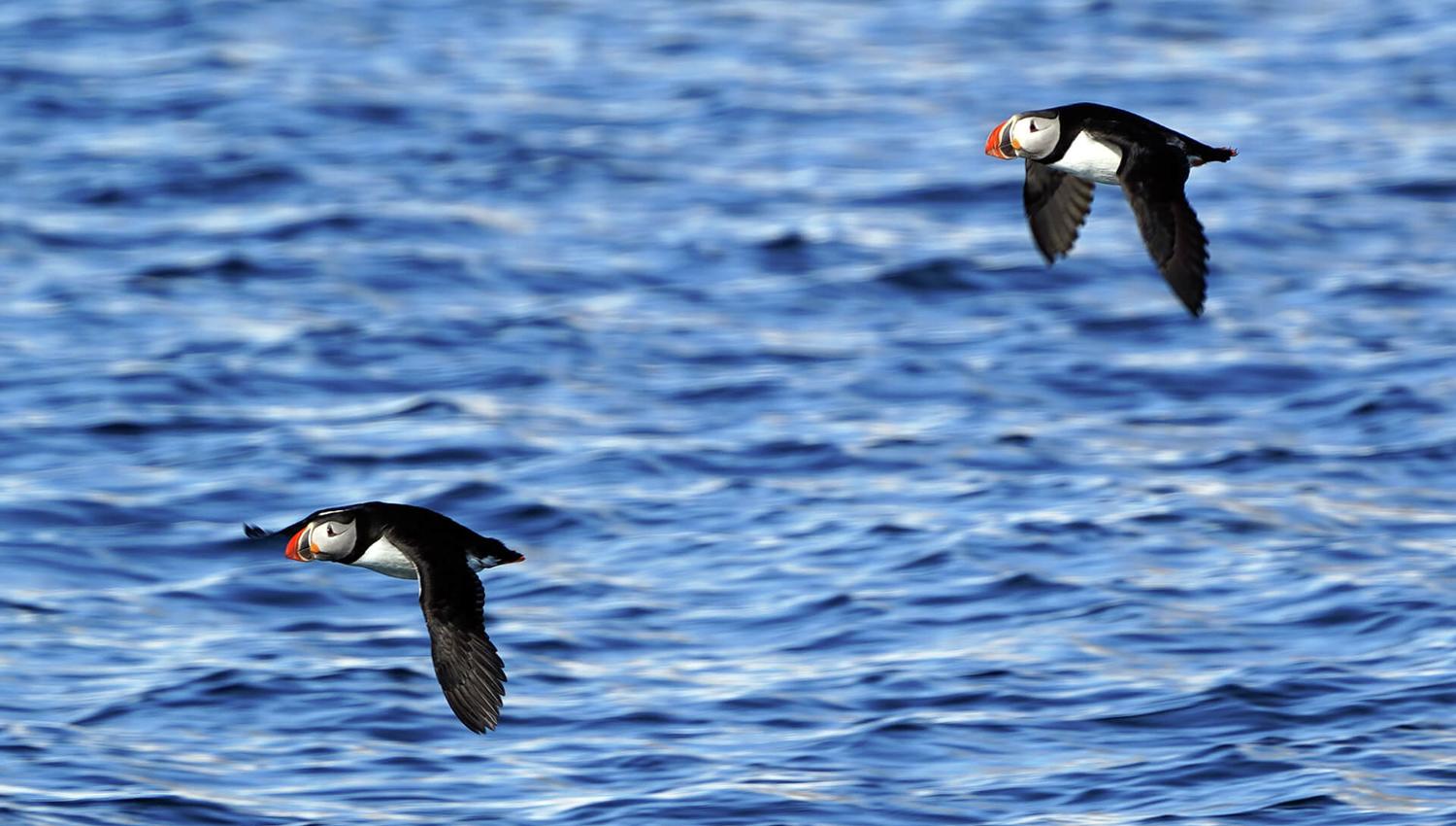 Two puffins flying over a fjord