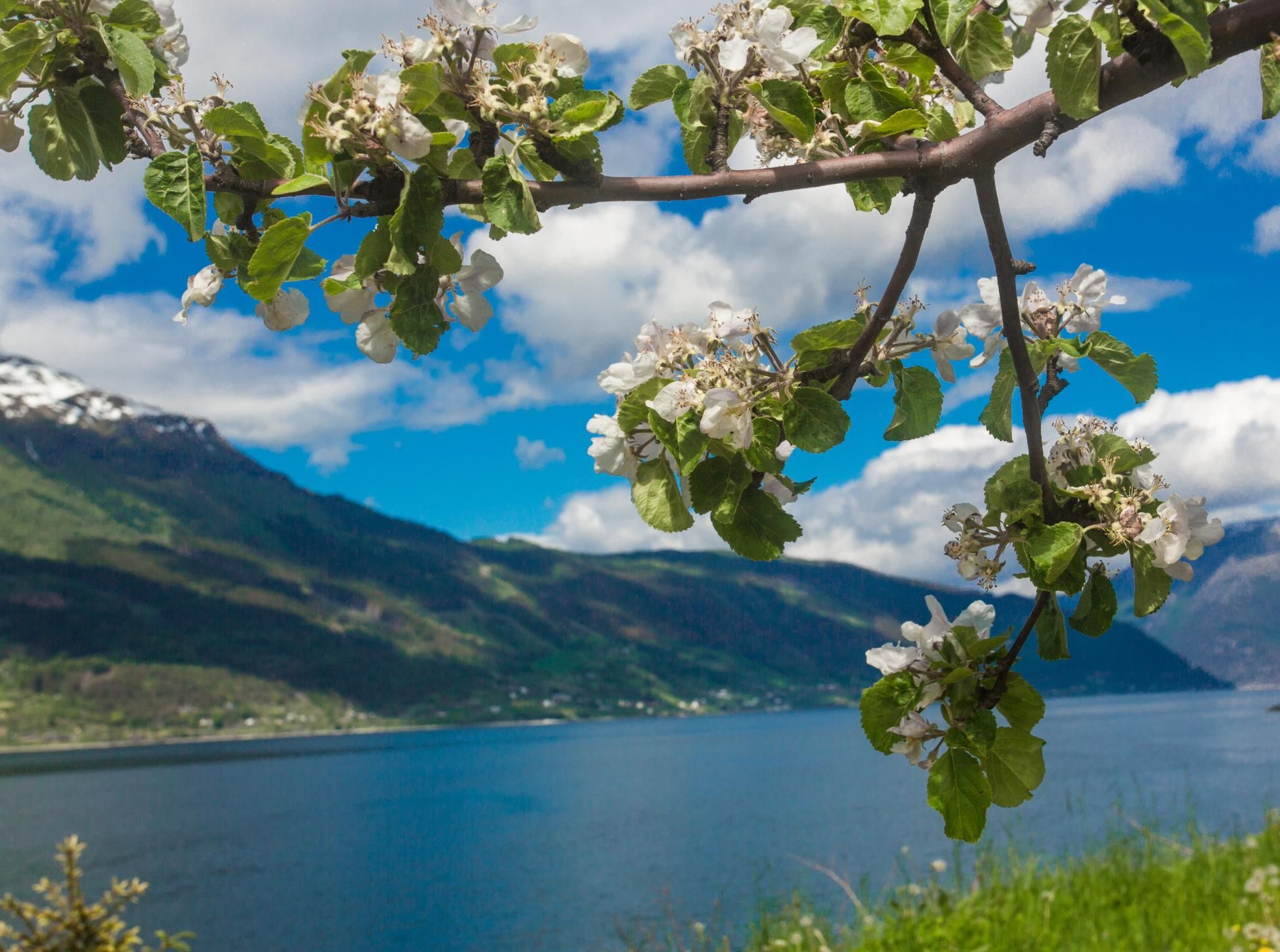 A view of the Hardangerfjord