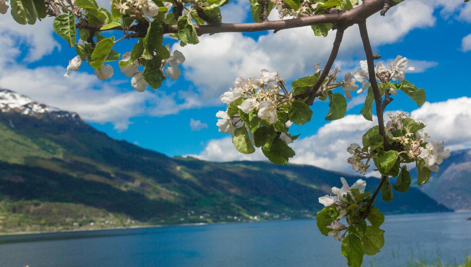 A view of the Hardangerfjord
