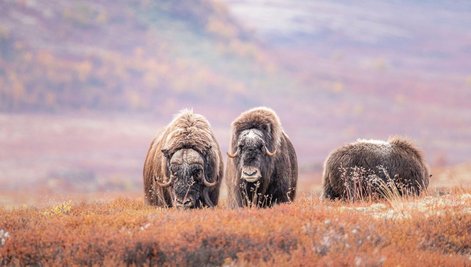 Moskussafari med personlig guide