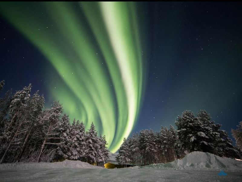 Nordlyset over skogen