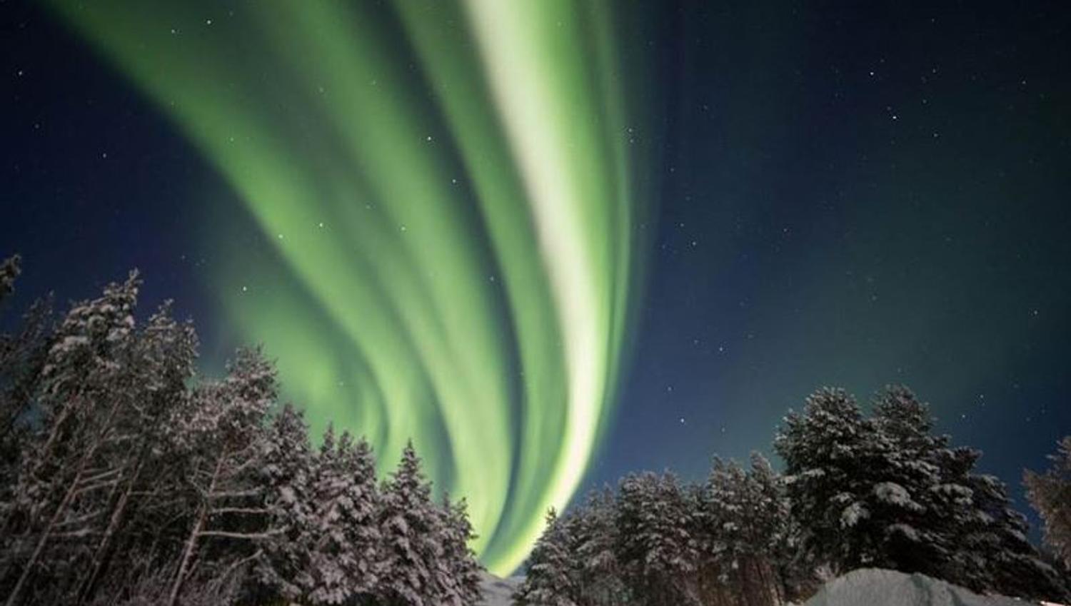 Nordlyset over skogen