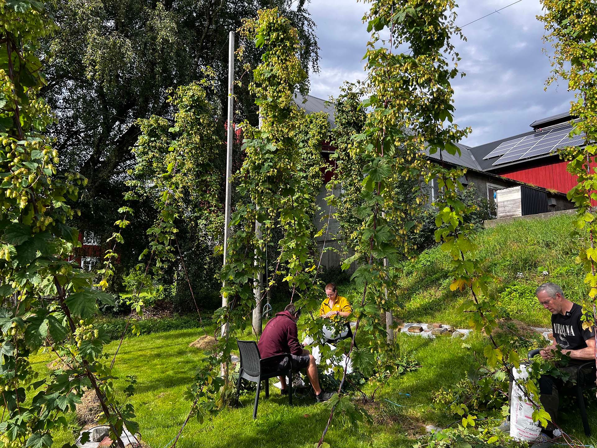 Innhøsting av Humle i Humlehagen - Inderøy Gårdsbryggeri