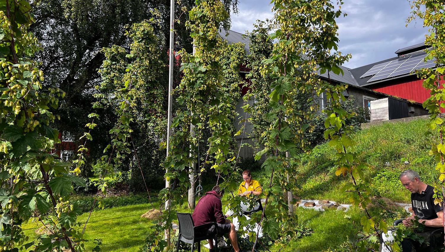 Innhøsting av Humle i Humlehagen - Inderøy Gårdsbryggeri