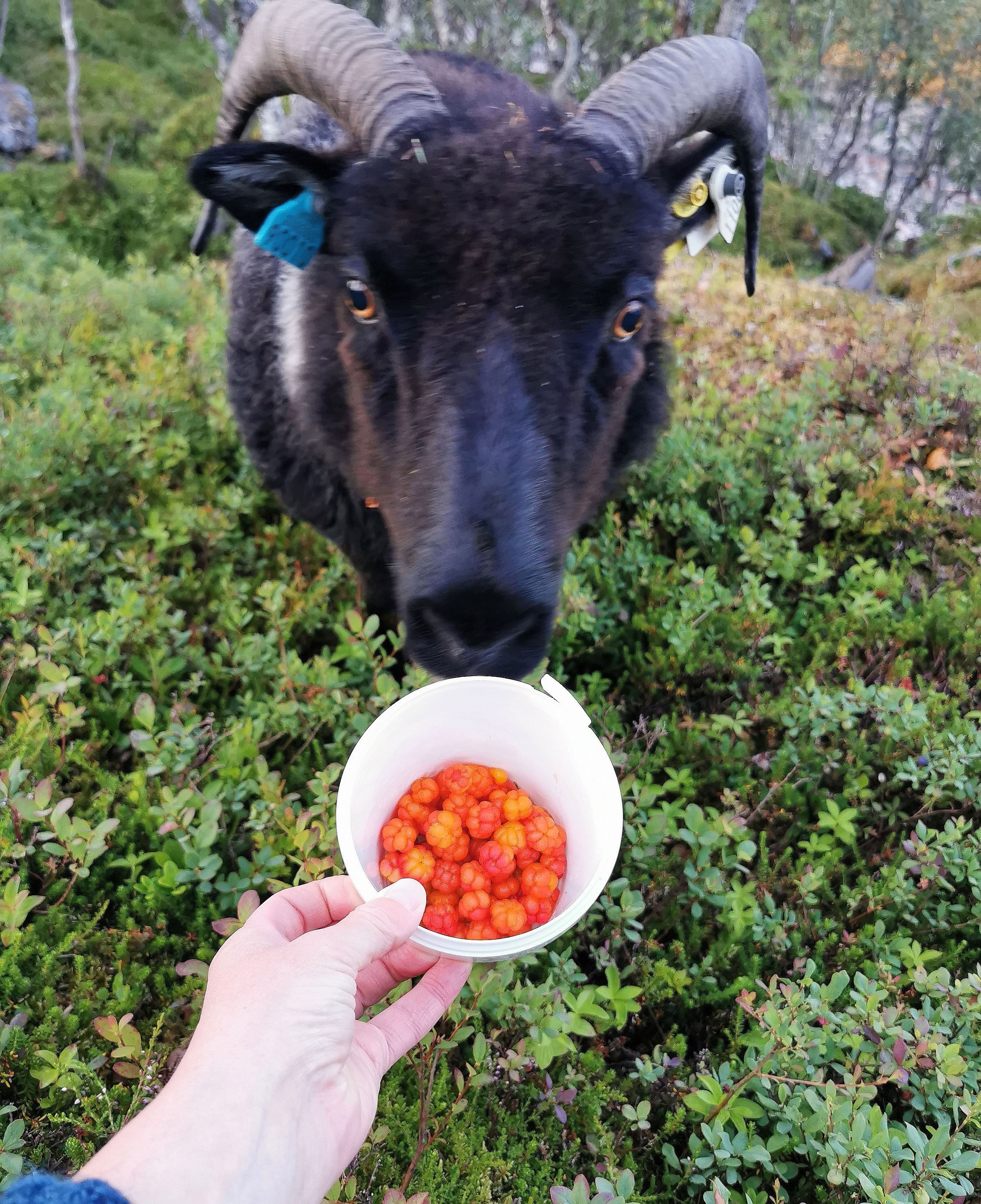 curious mountain goat