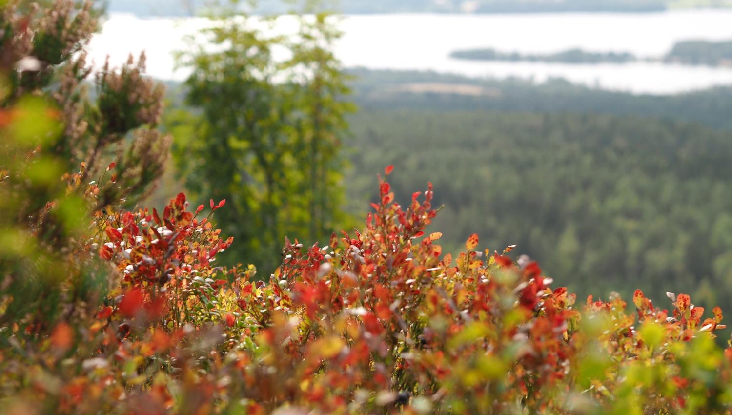 blåbærlyng med utsikt over et vann i bakgrunnen