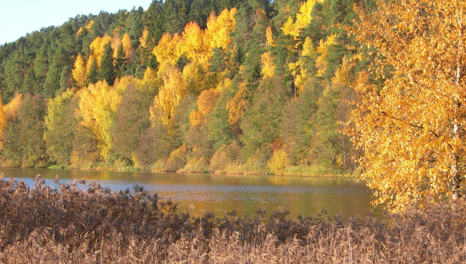 høsttrær