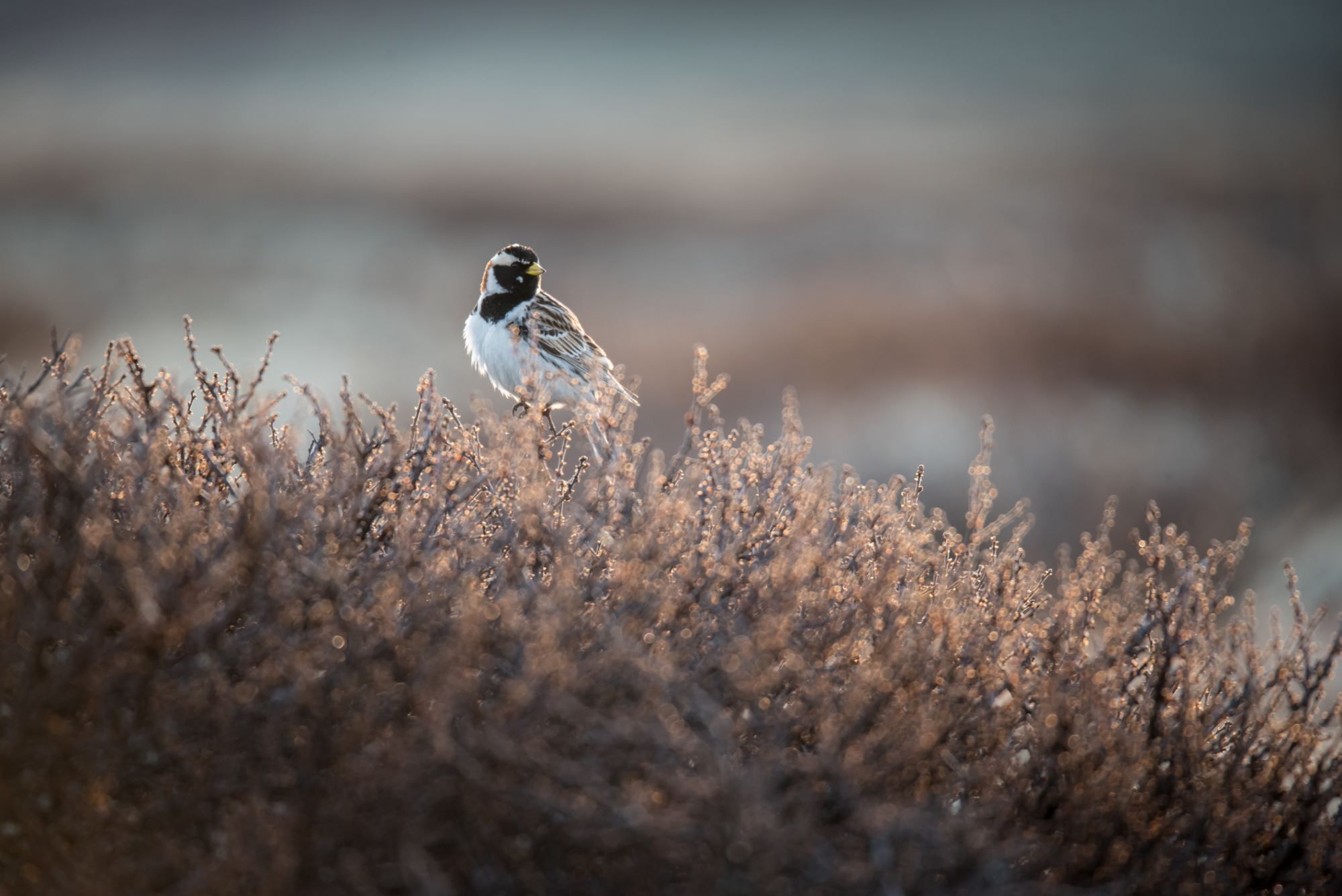 Bird watching with guide