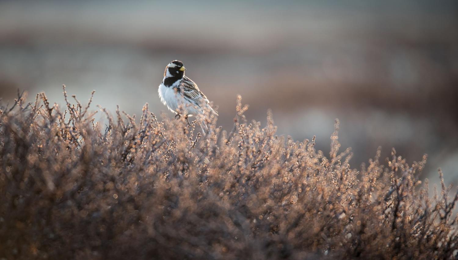 Bird watching with guide