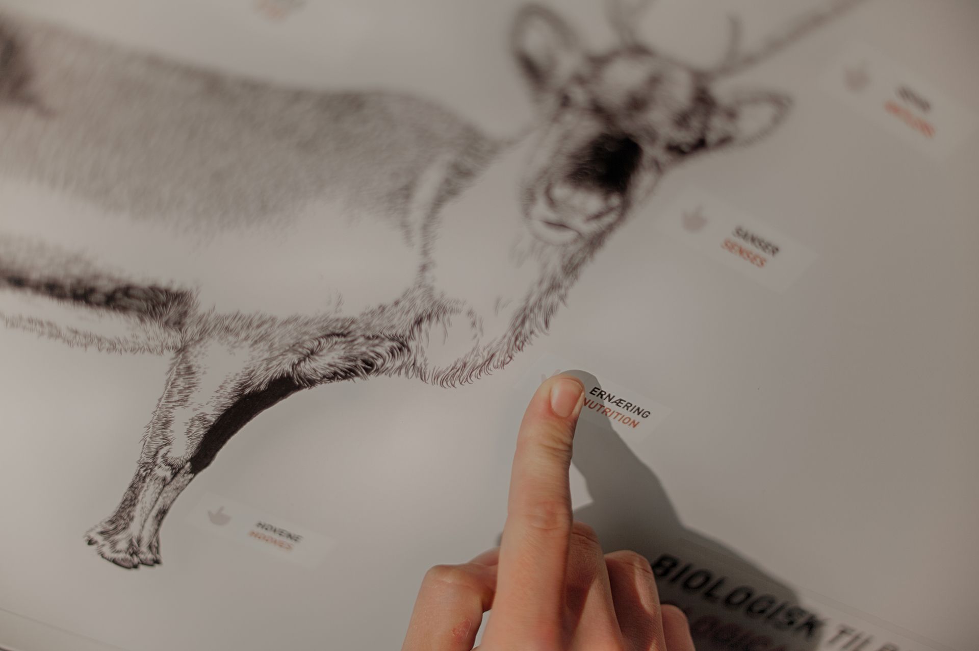 reindeer exhibition at Hardangervidda National Park Center 