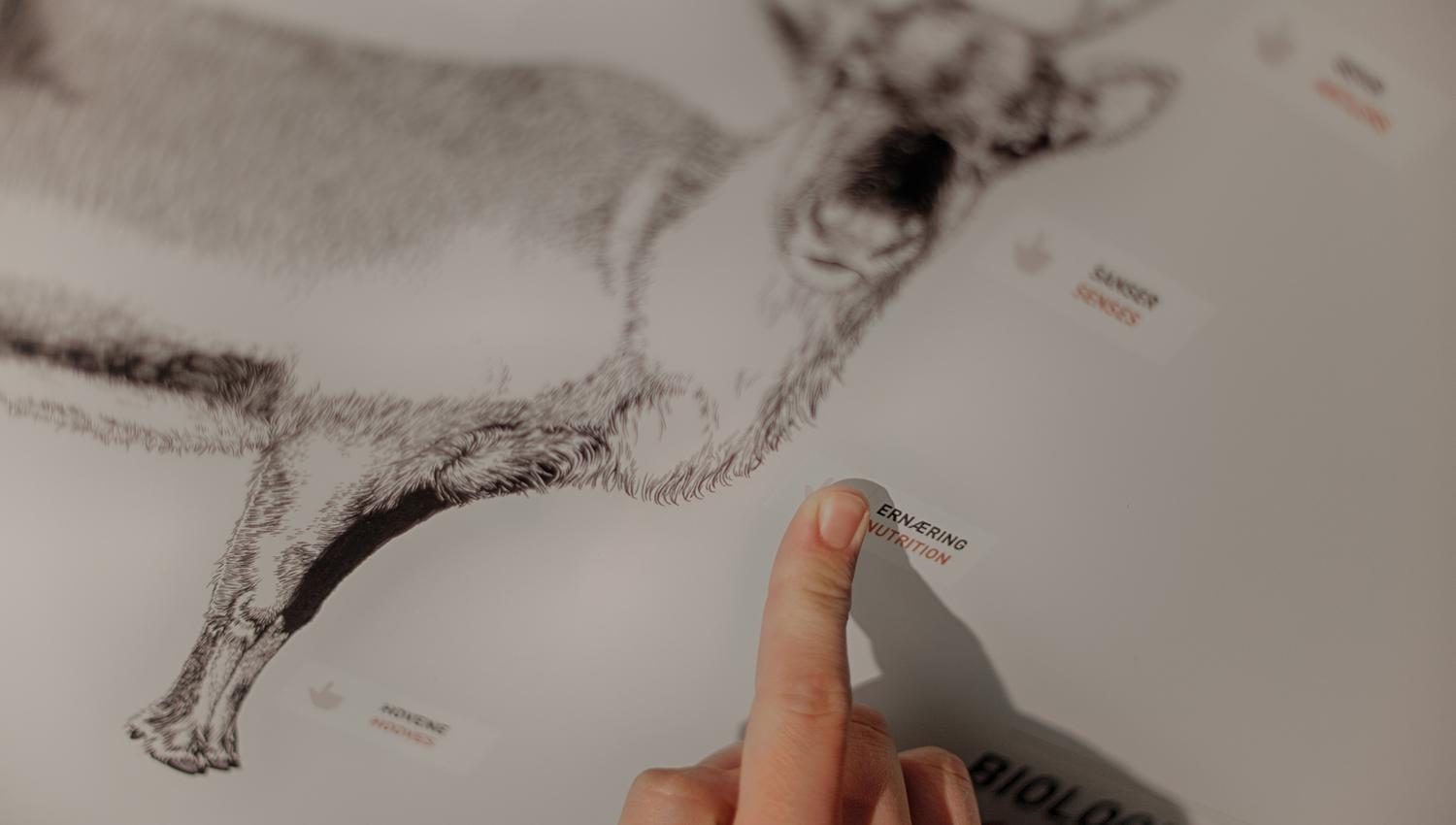 reindeer exhibition at Hardangervidda National Park Center