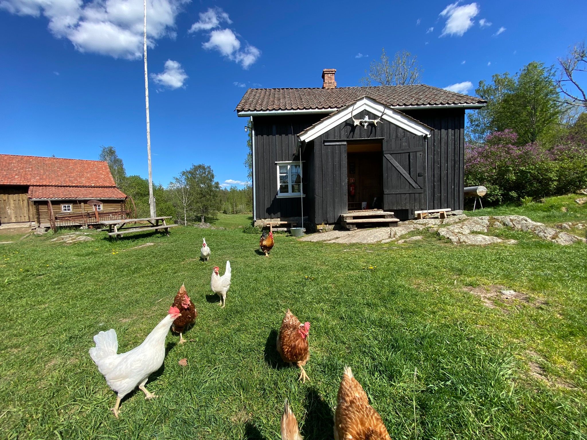 hens in front of an old farm house