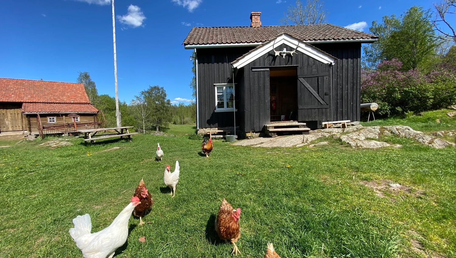 hens in front of an old farm house