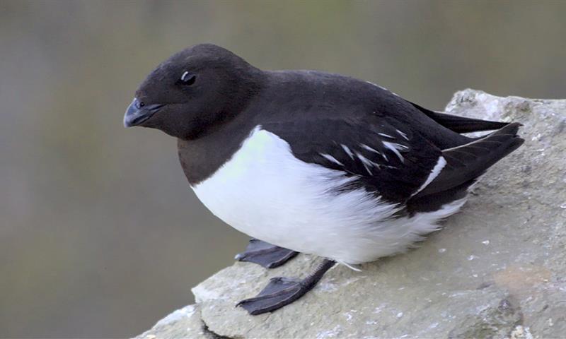 A little auk sitting on a mountain ledge