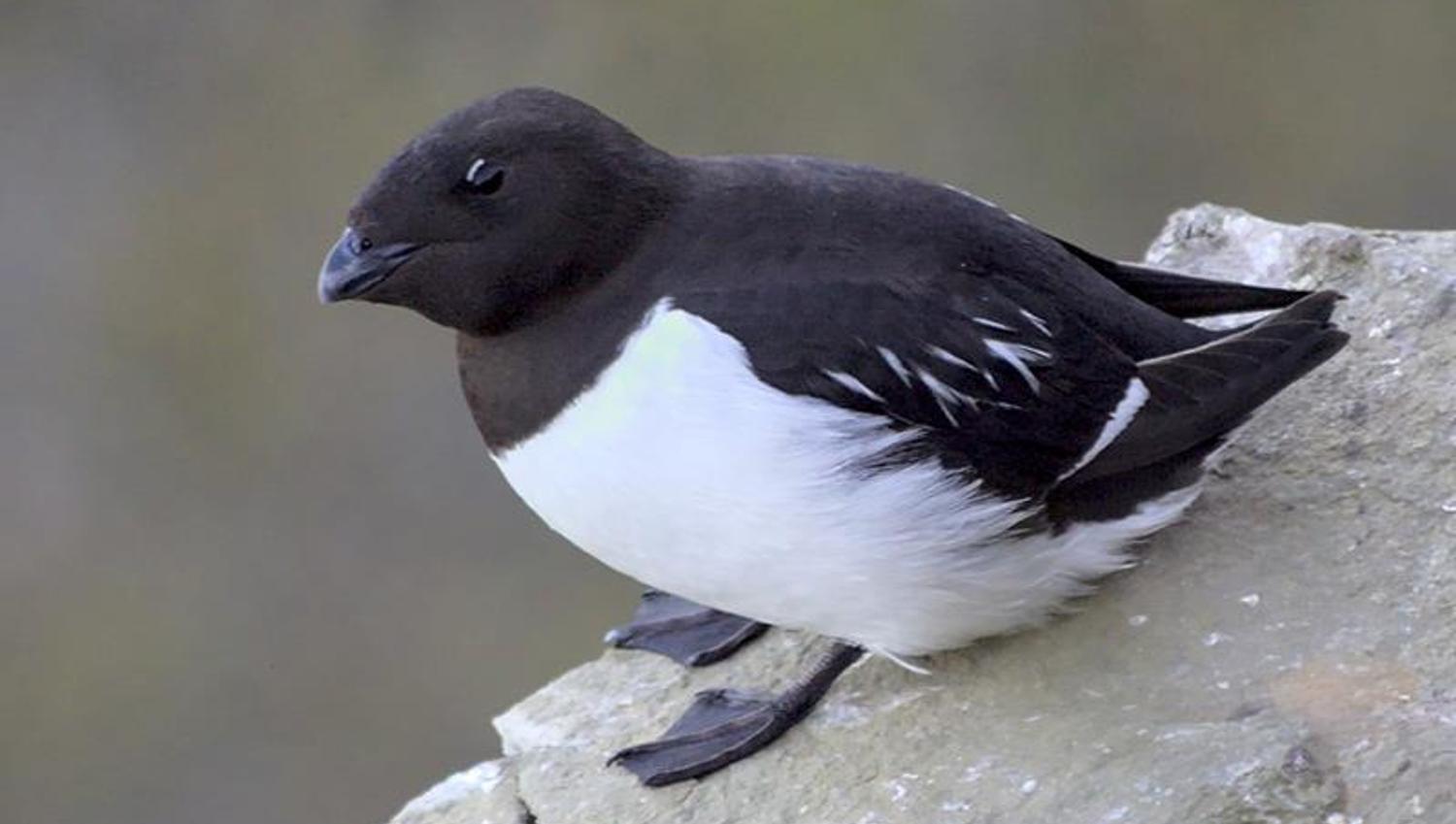 A little auk sitting on a mountain ledge