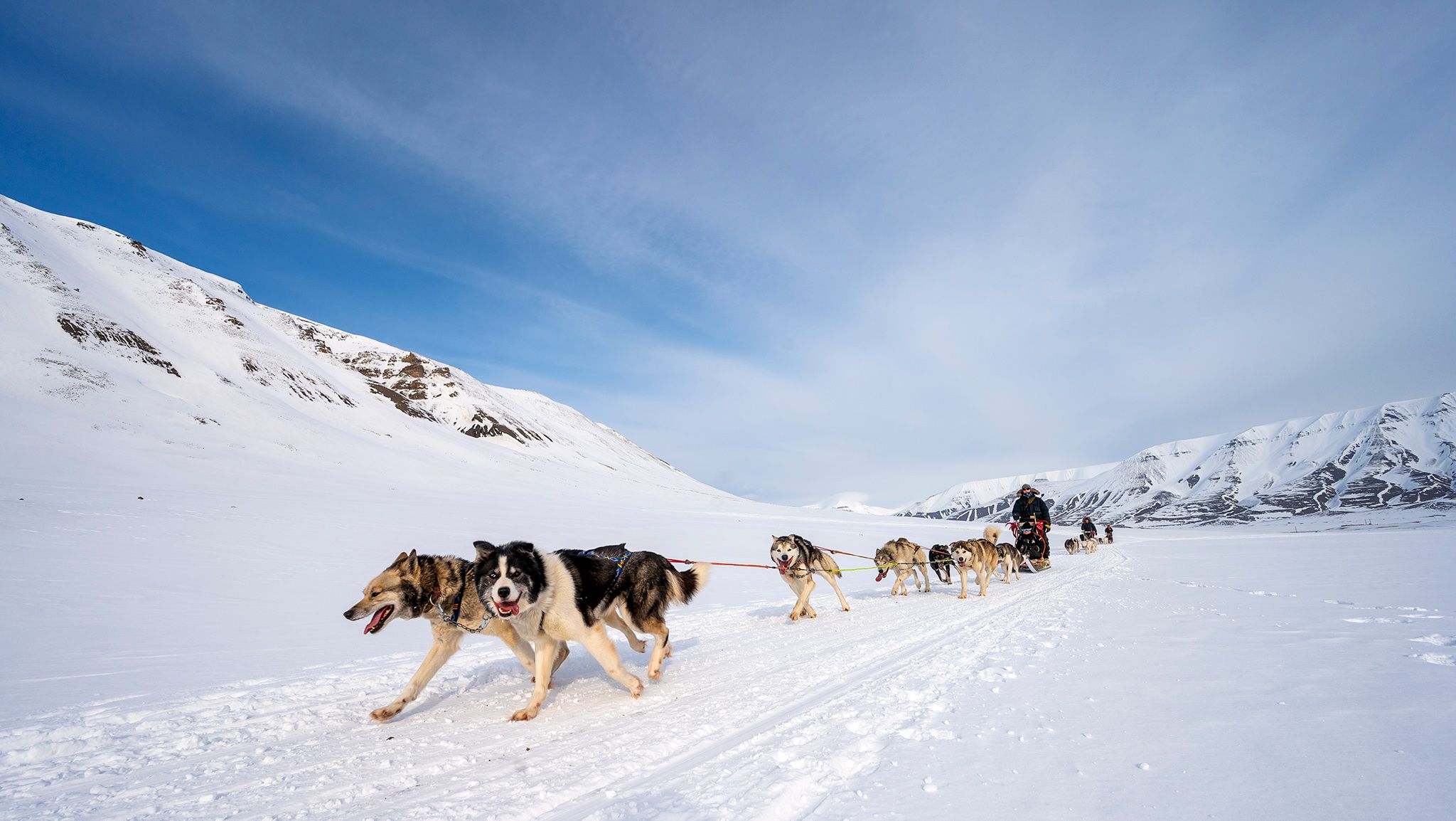 A sled dog team running through the snow.