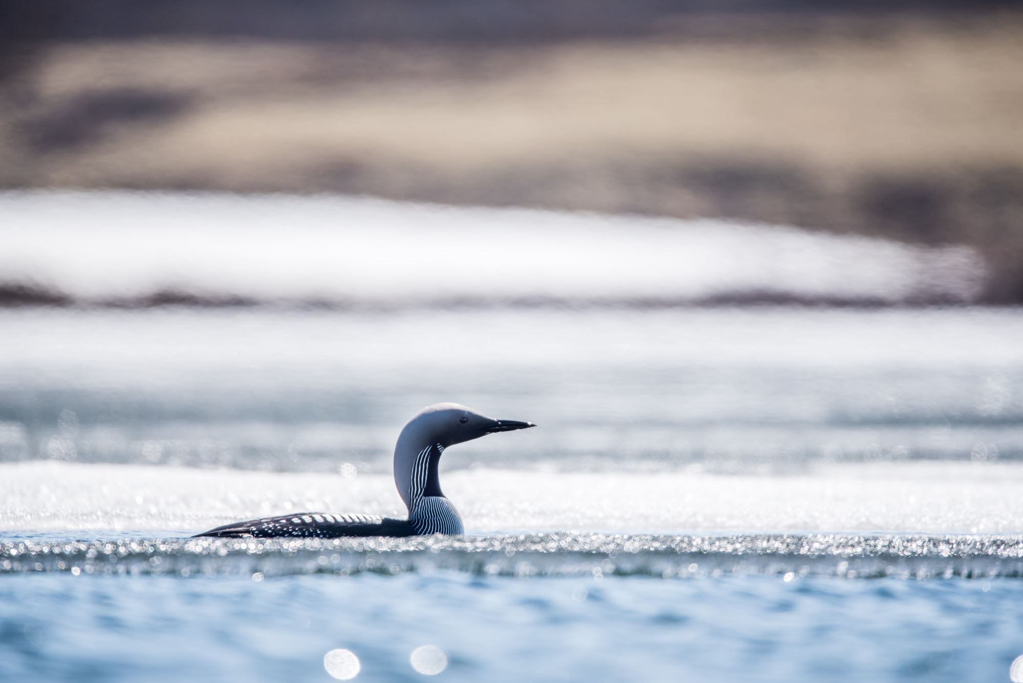 Bird watching with guide