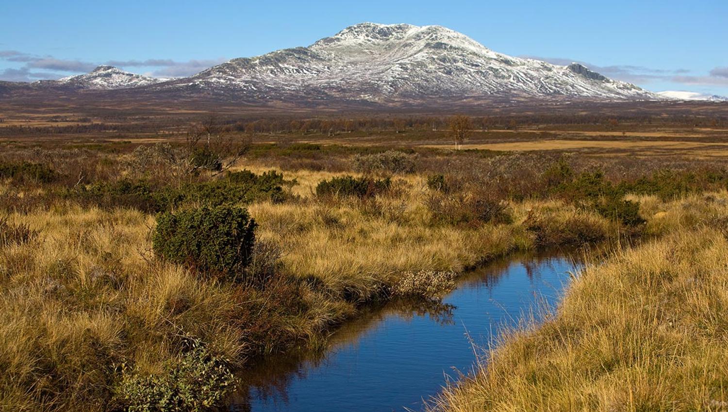 Skaget rises over an autumn-coloured swamp with new snow on the summit. A small brook flows calmly through the swamp.