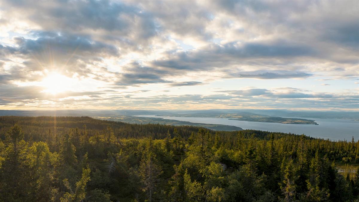 Hervenknappen nær Evjua Strandpark