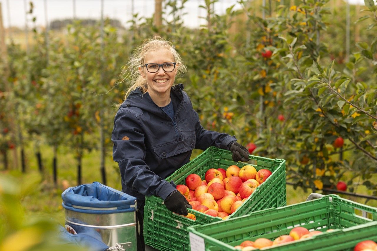 Maren høster inn epler
