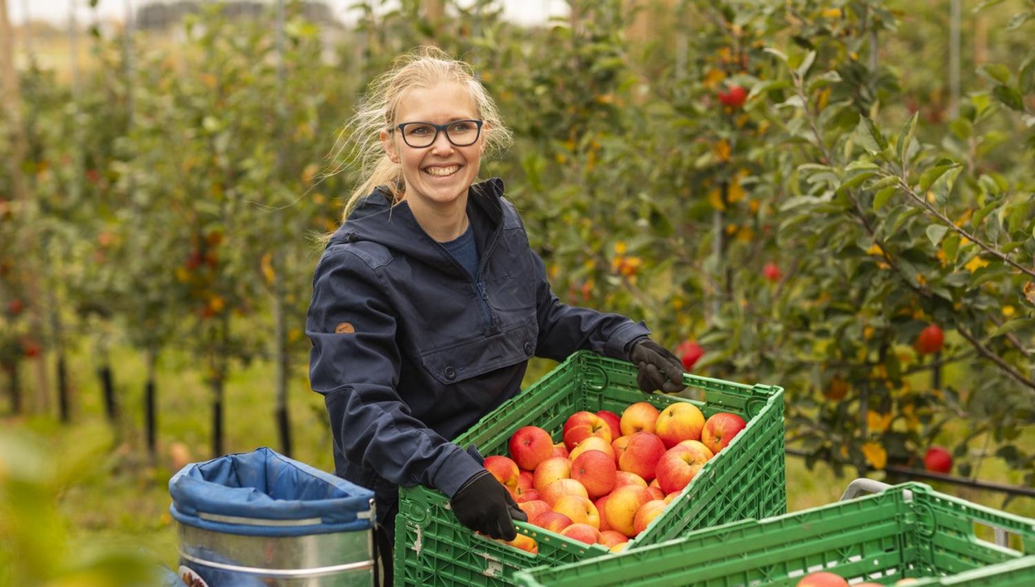 Maren høster inn epler