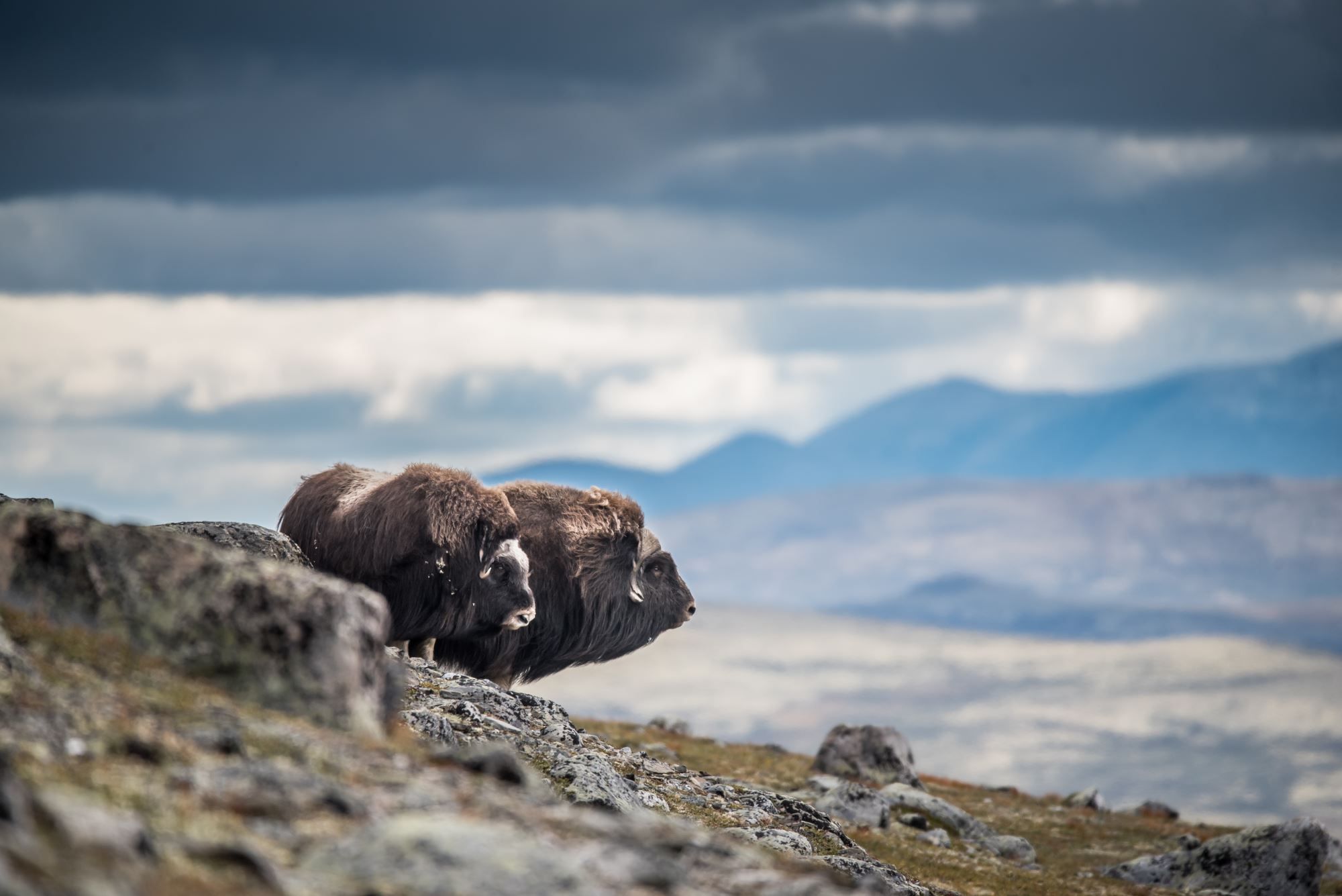 Moskussafari