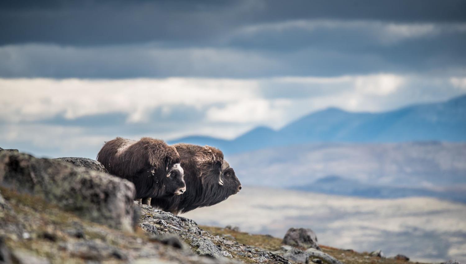 Moskussafari