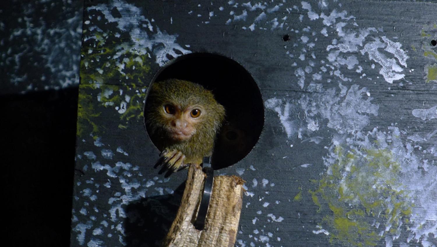 monkey