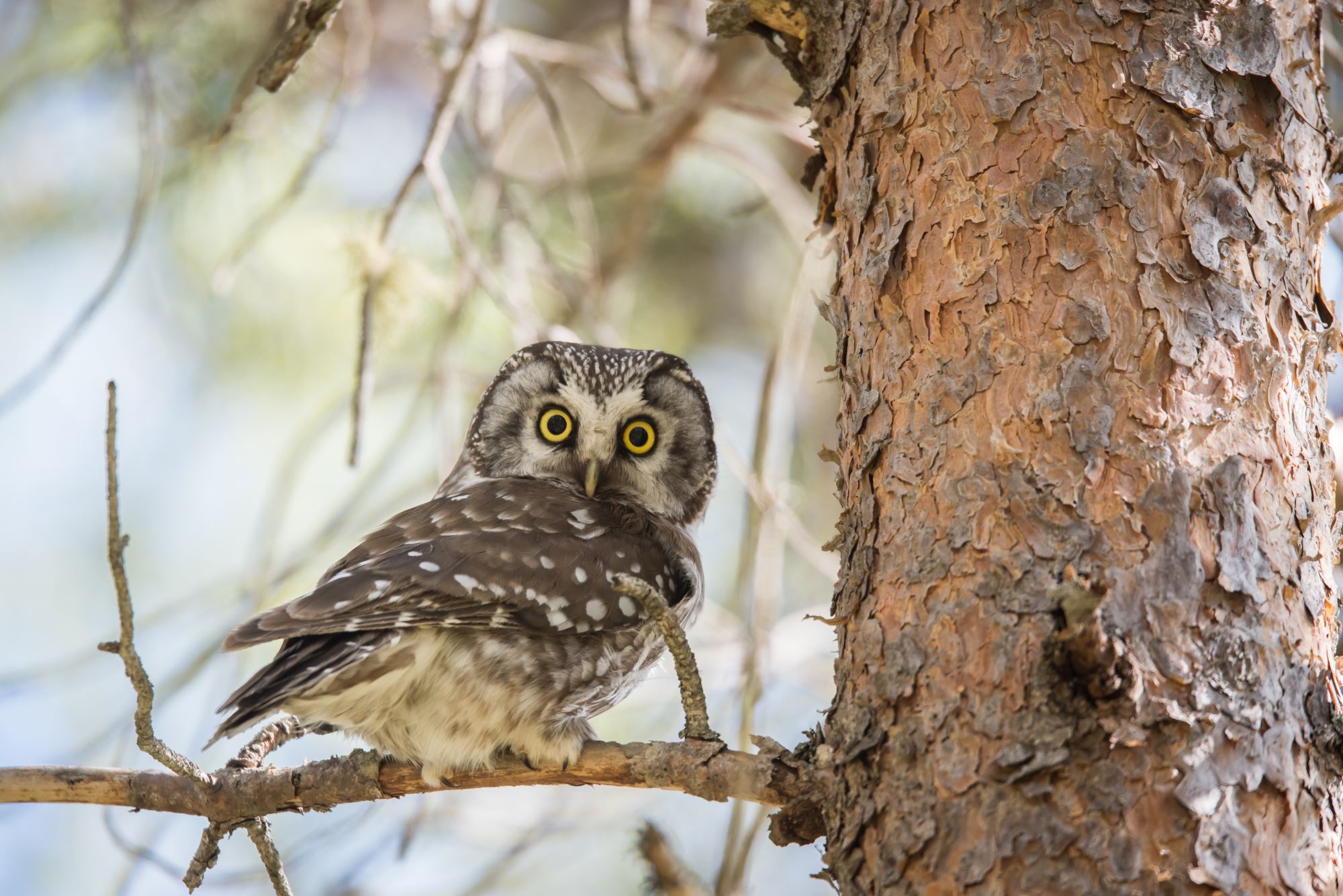 Bird watching with guide