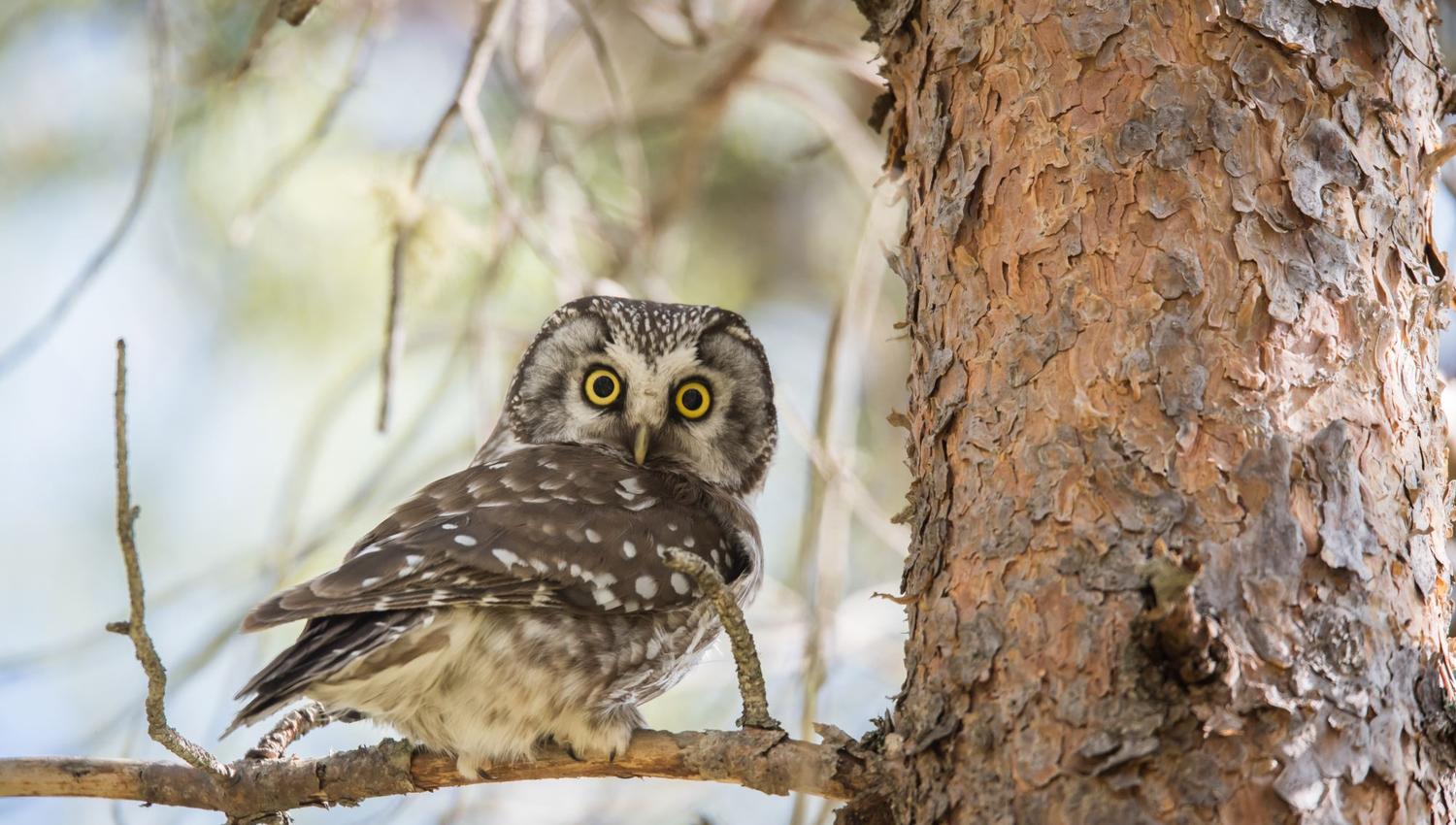 Bird watching with guide