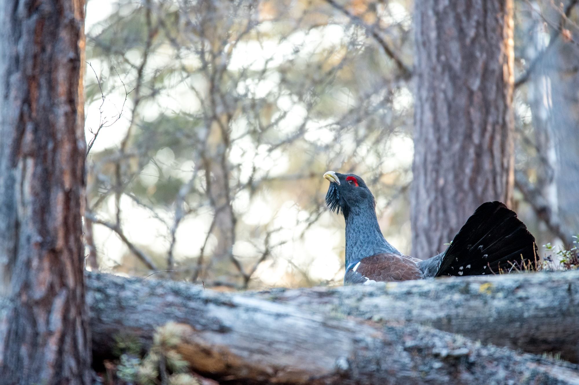 Kongen i Tiurskogen