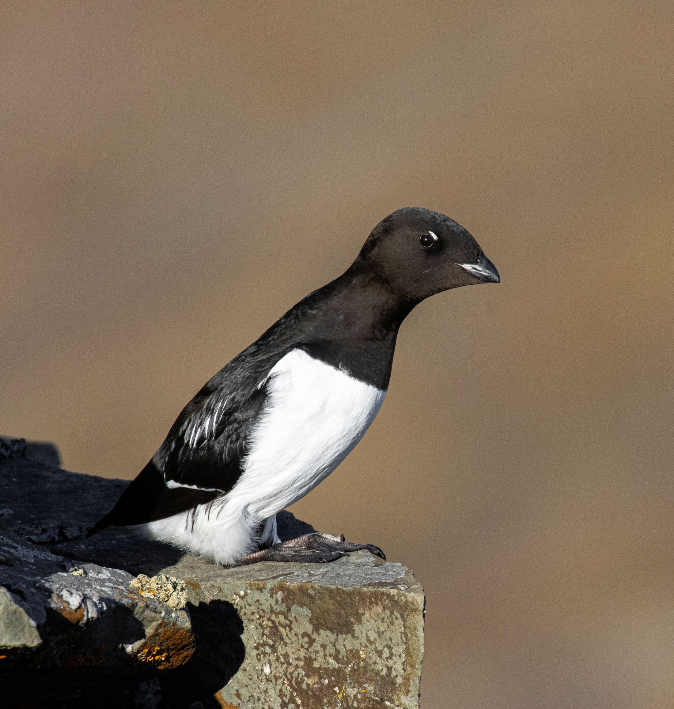 Little auk perched on a rock.
