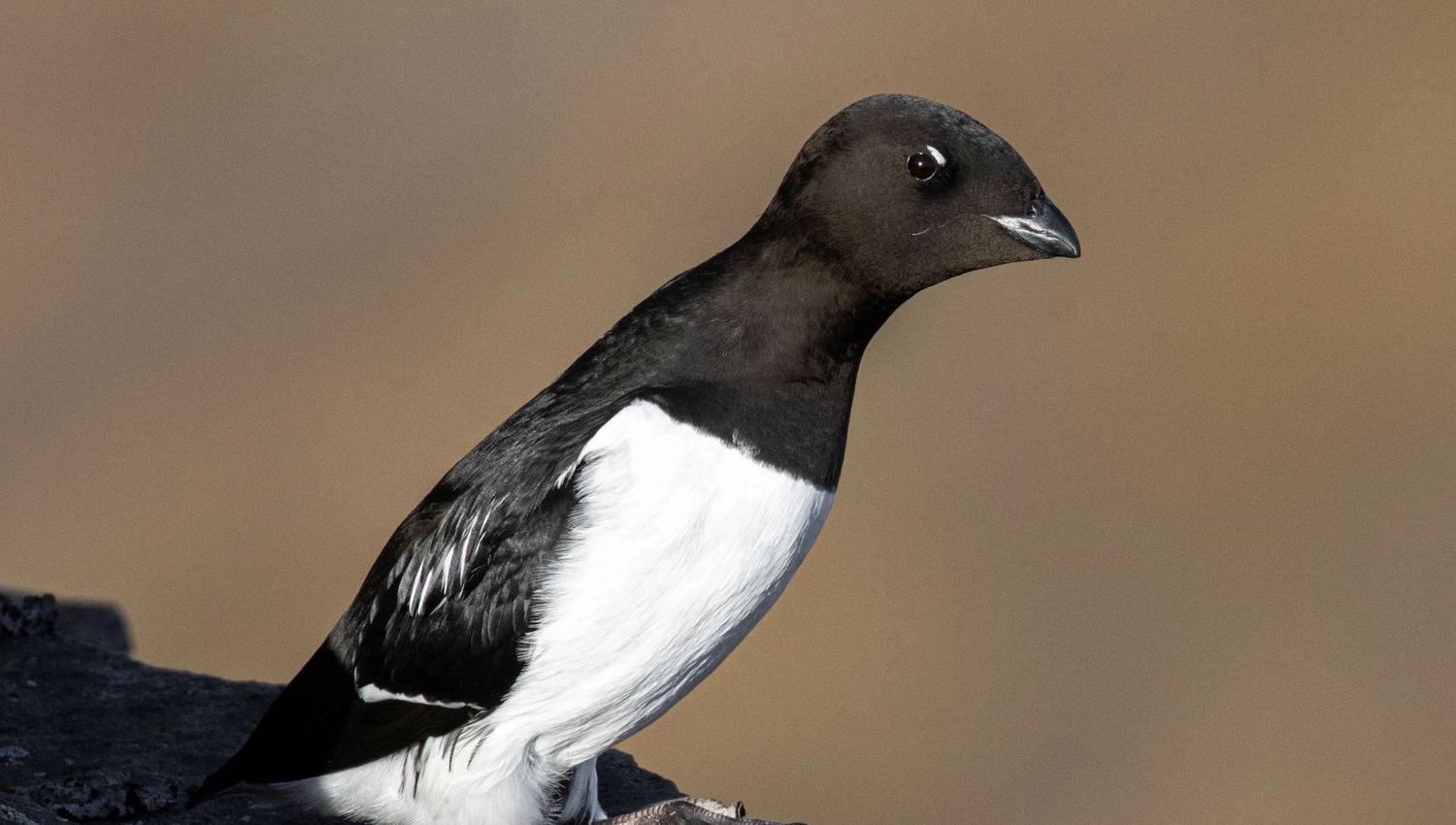 Little auk perched on a rock.