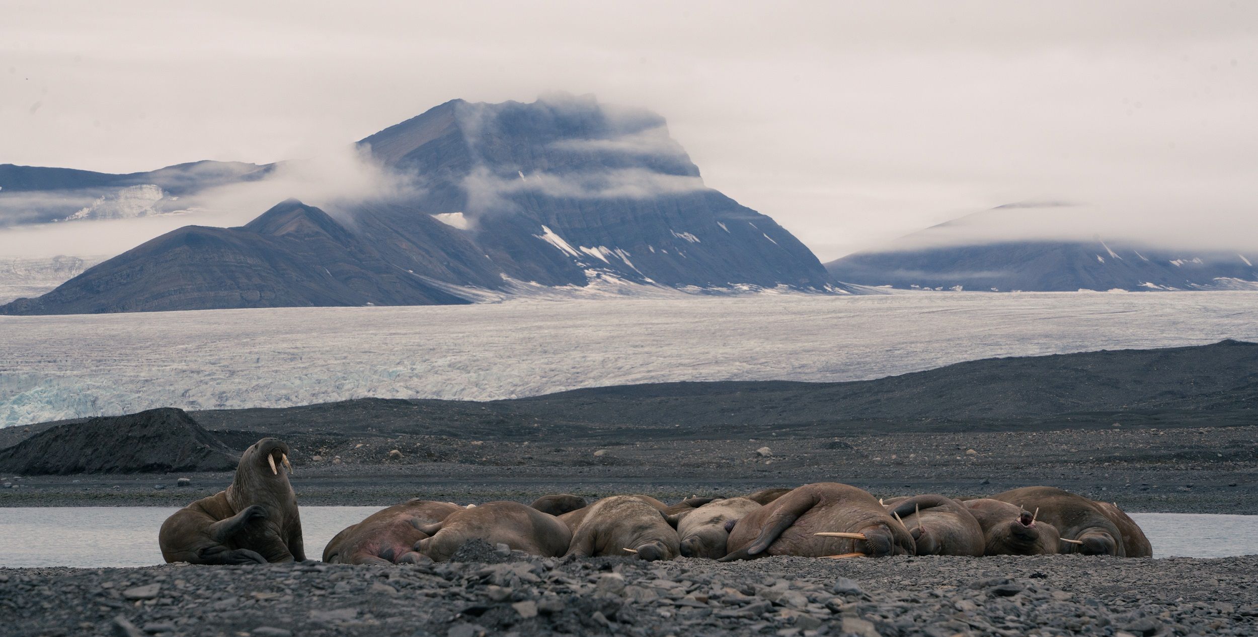 A walrus colony on a beach with a glacier and a mountain in the background