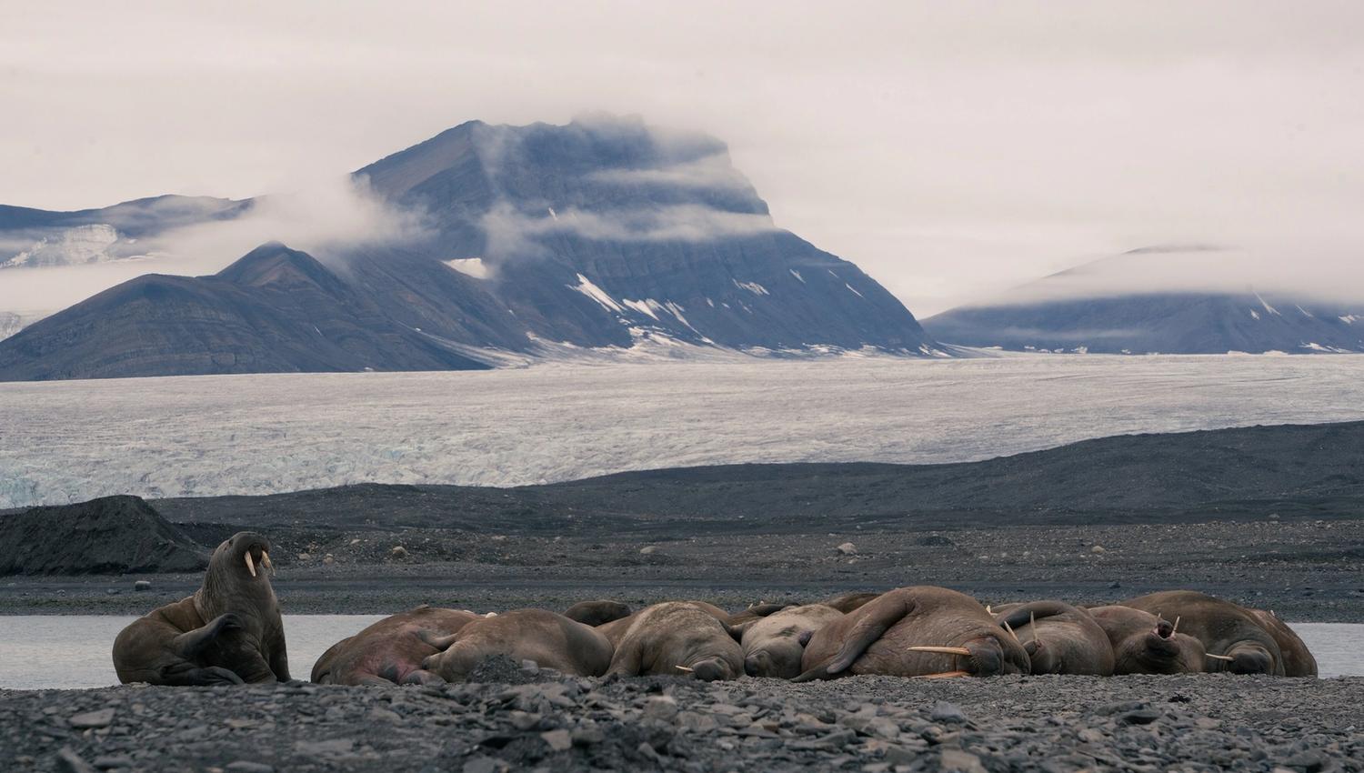 A walrus colony on a beach with a glacier and a mountain in the background