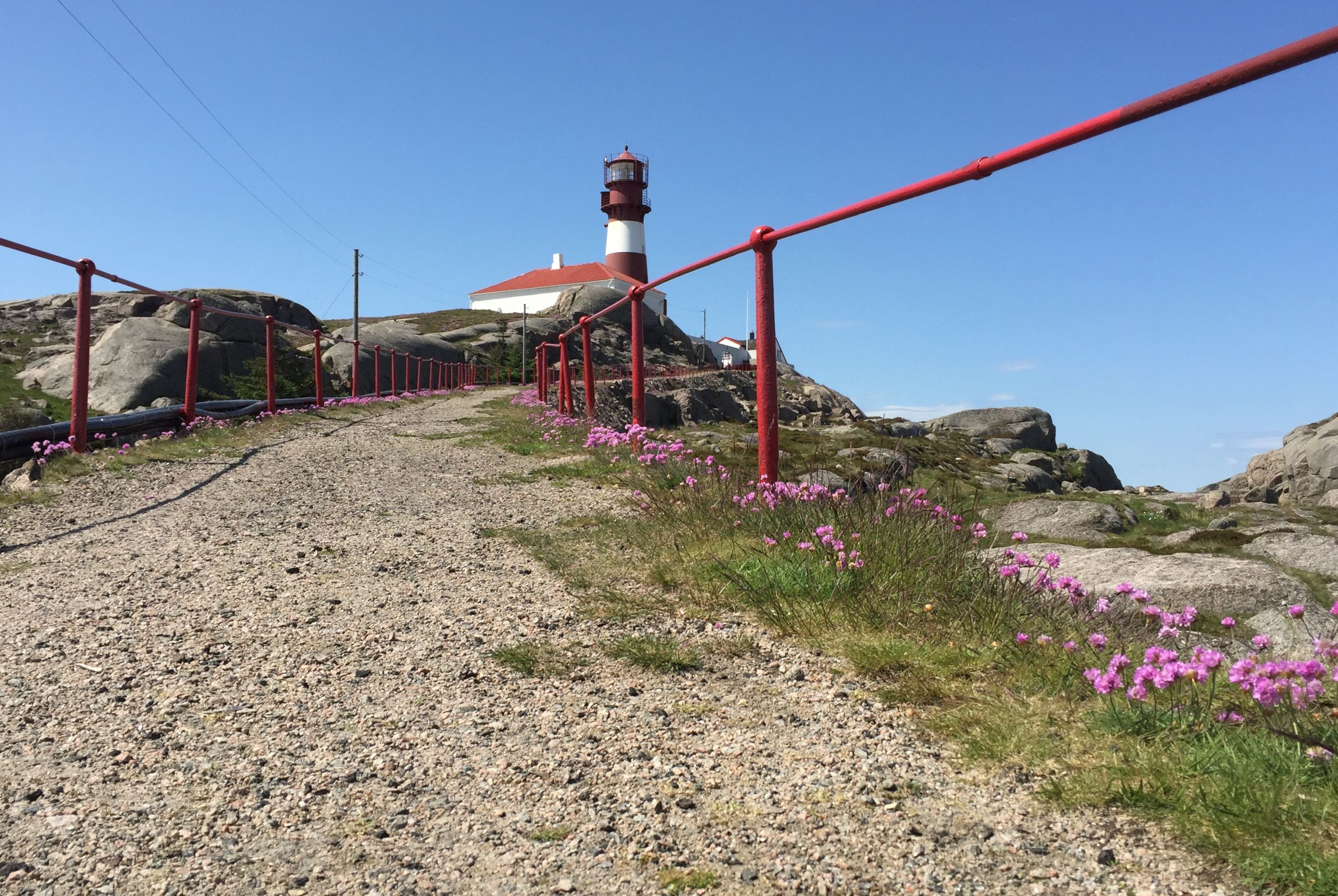 Path leading up to Ryvingen Lighthouse, with the lighthouse in the background and pink summer flowers along the ground.