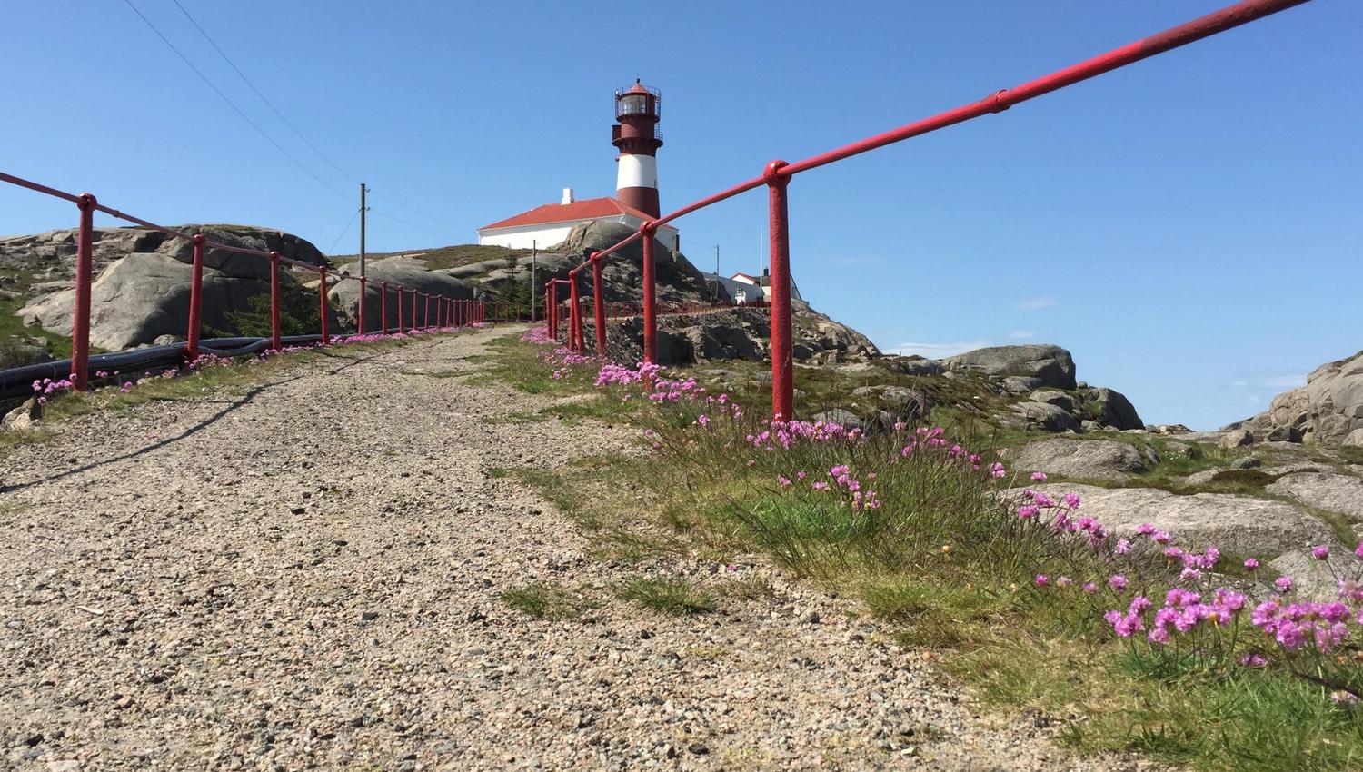 Path leading up to Ryvingen Lighthouse, with the lighthouse in the background and pink summer flowers along the ground.