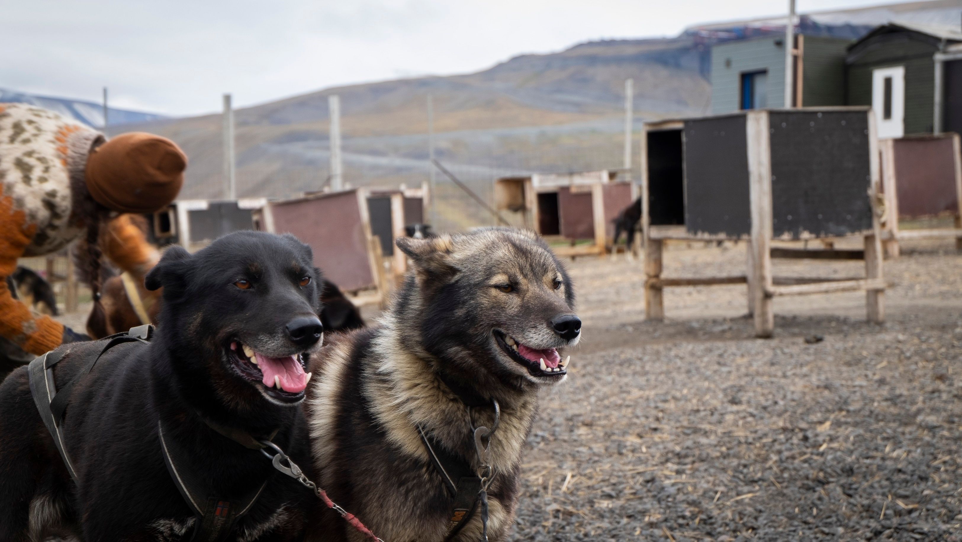Two dogs ready to run inside the dog yeard