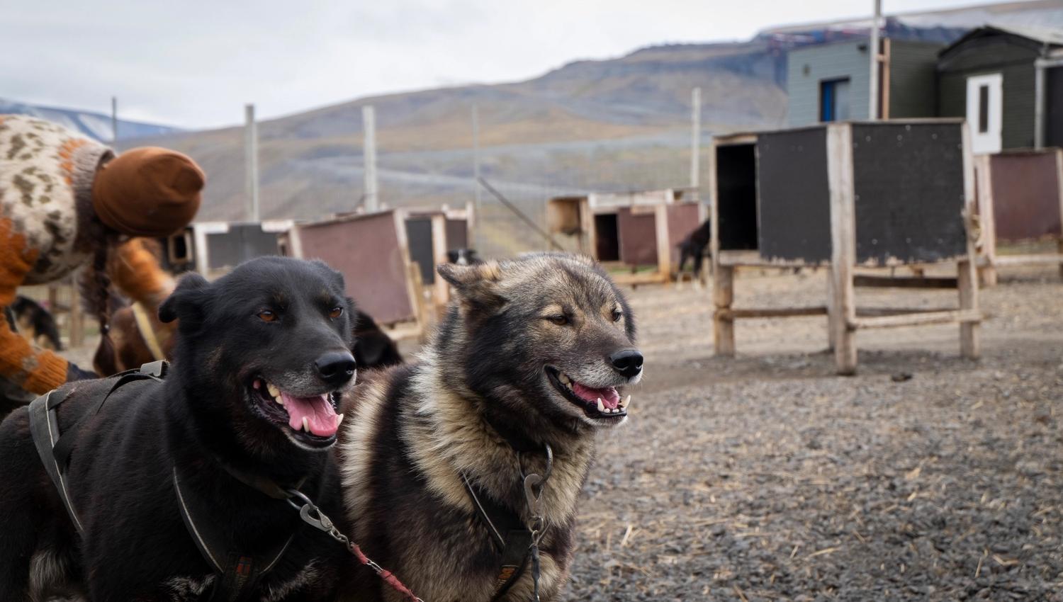 Two dogs ready to run inside the dog yeard