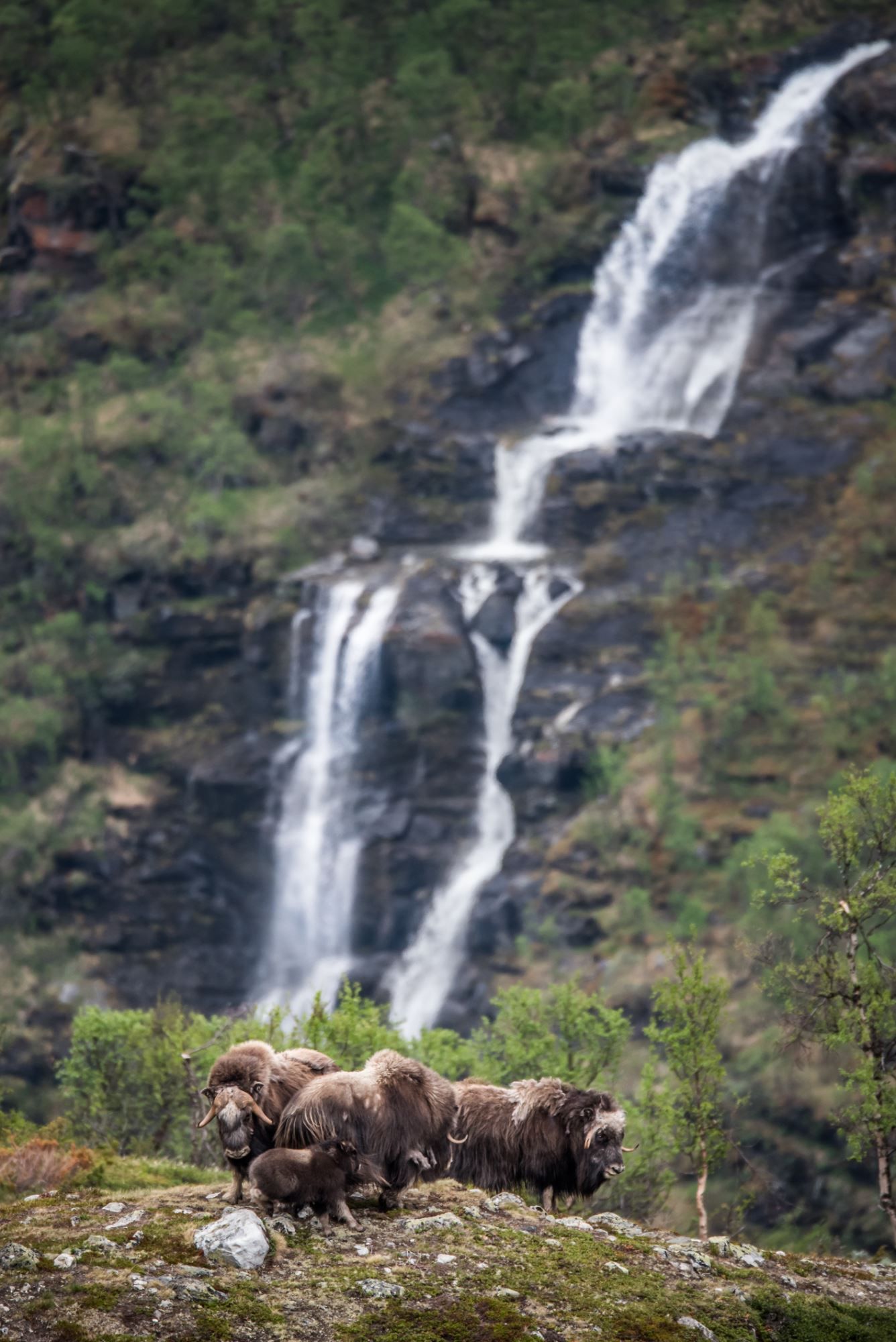 Moskussafari med personlig guide