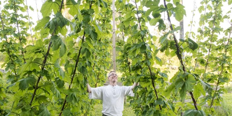 Inderøy Gårdsbryggeri, along the Golden road - in the hops garden