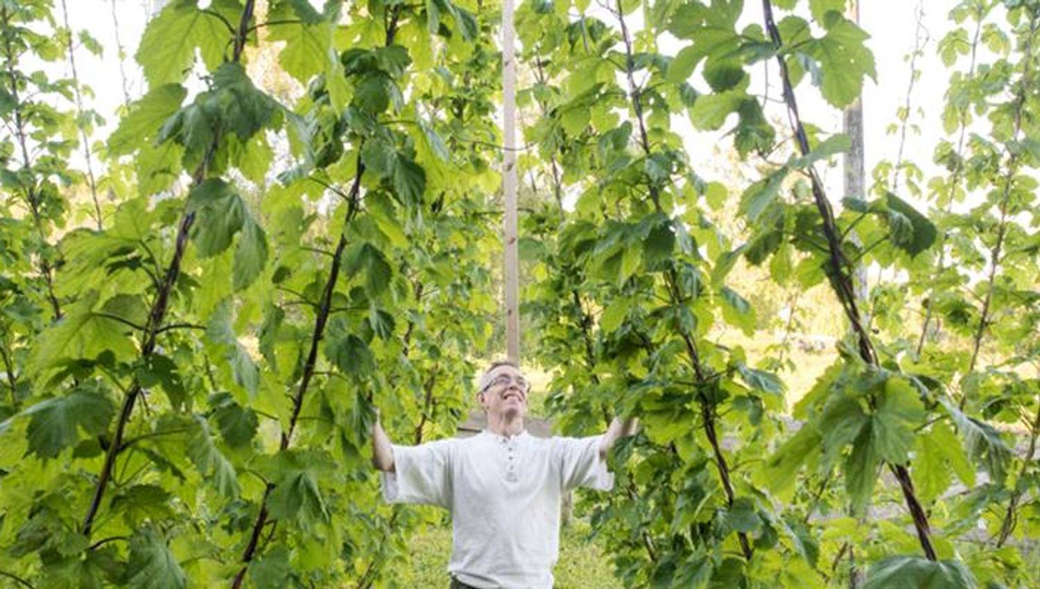Inderøy Gårdsbryggeri, along the Golden road - in the hops garden