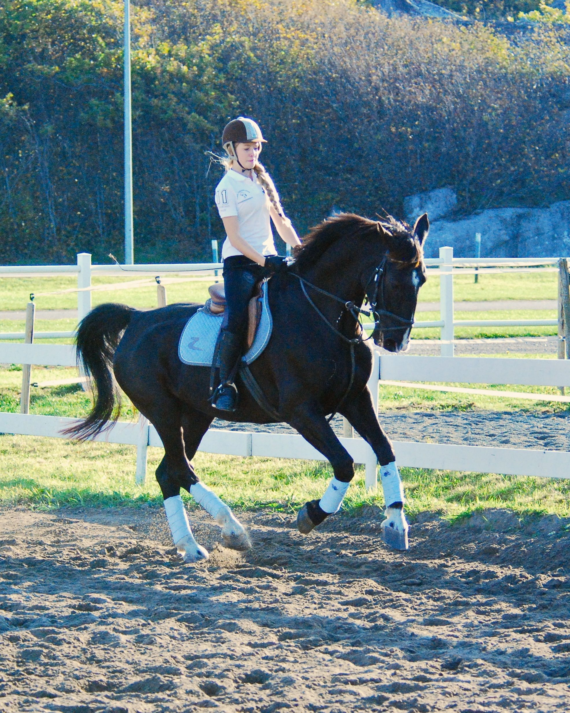 Hest og rytter på ridning