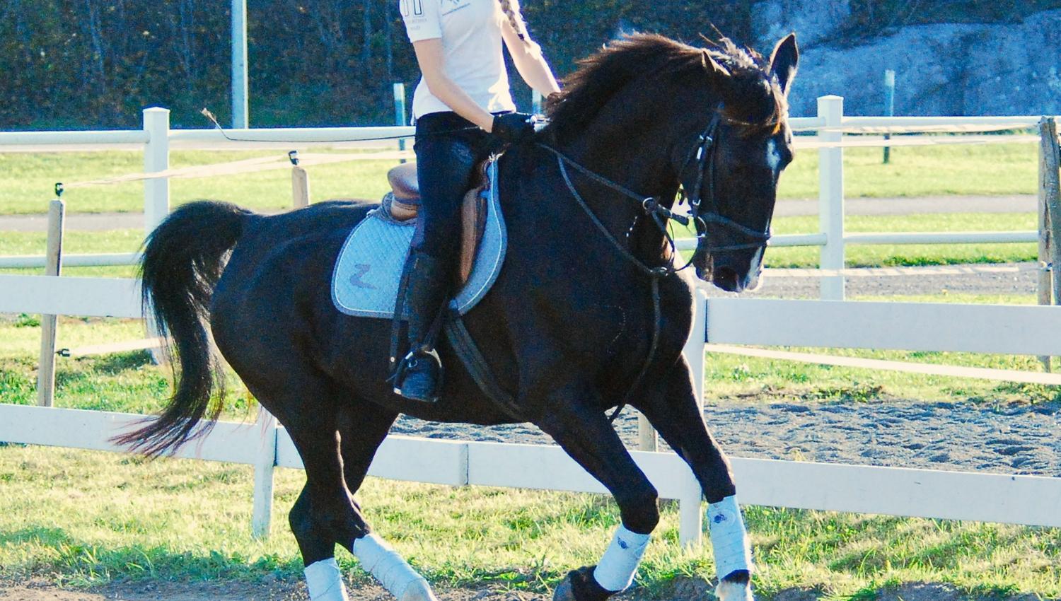 Hest og rytter på ridning