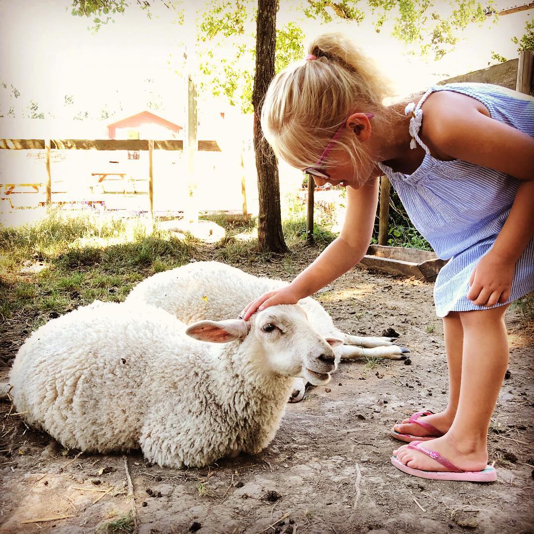 A child cuddles a sheep